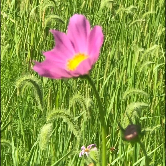 Meet your Posher, Jane - Picture 1 of 2